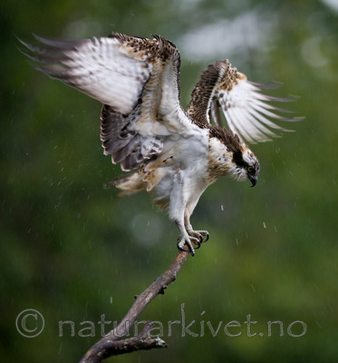 BB 12 0047 / Pandion haliaetus / Fiskeørn